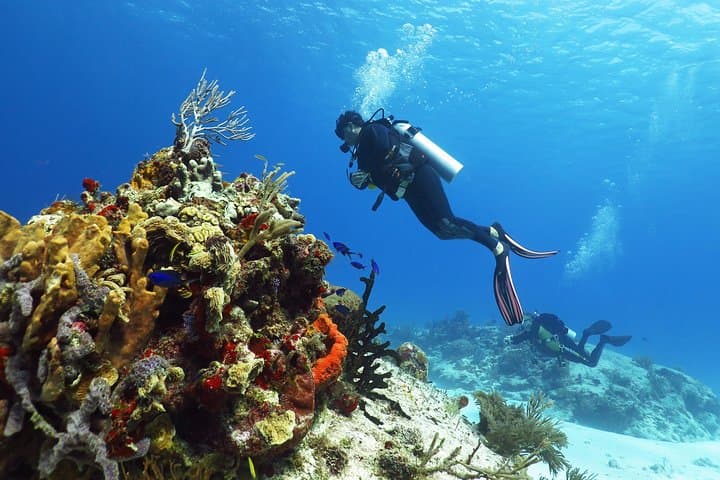 Cozumel Express Two-Tank Dives from Playa del Carmen — Wall and Drift Diving photo 2