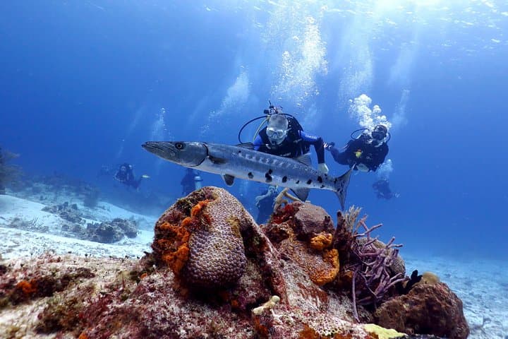 Cozumel Express Two-Tank Dives from Playa del Carmen — Wall and Drift Diving photo 3