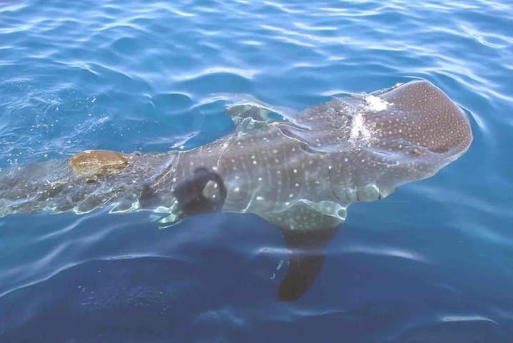 Swim with Whale Sharks from Isla Holbox — Cabo Catoche Snorkel & Ceviche photo 4