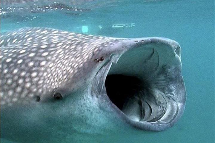 Swim with Whale Sharks from Isla Holbox — Cabo Catoche Snorkel & Ceviche photo 2