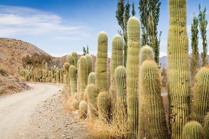Cachi & Calchaquíes Valley Day Trip from Salta — Quebradas, Cardones & Inca Road photo 1
