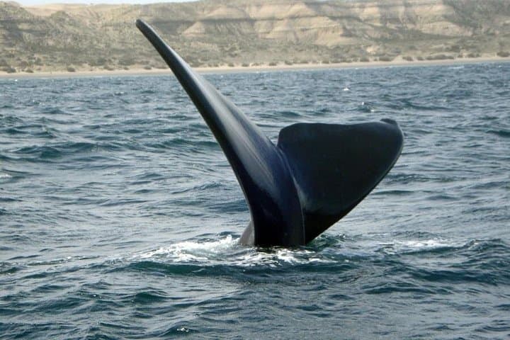 Peninsula Valdés Full-Day: Estancia San Lorenzo Penguin Colony & Wildlife Highlights