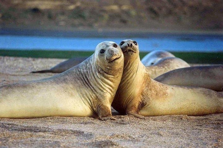 Punta Loma Sea Lion Colony Excursion from Puerto Madryn — Half-Day Wildlife Viewing photo 2