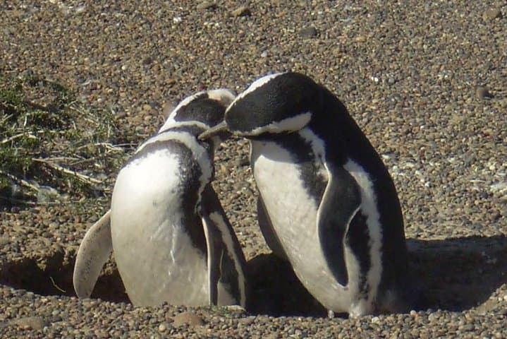 Punta Tombo Penguin Reserve Excursion from Puerto Madryn — Day Trip Guide
