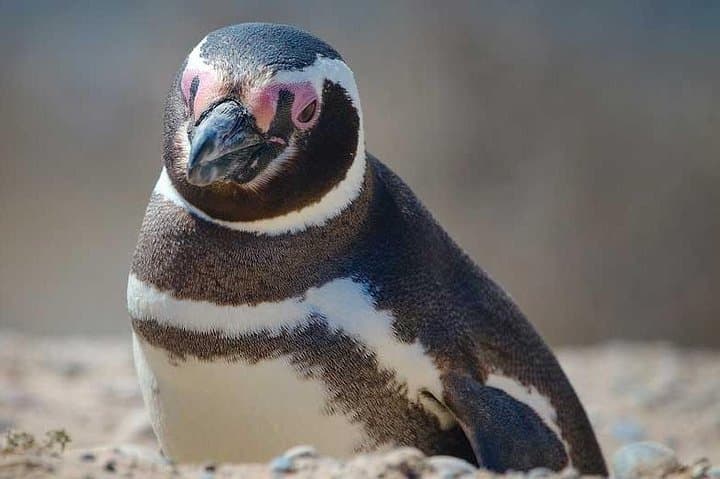 Punta Tombo Penguin Reserve Excursion from Puerto Madryn — Day Trip Guide photo 2