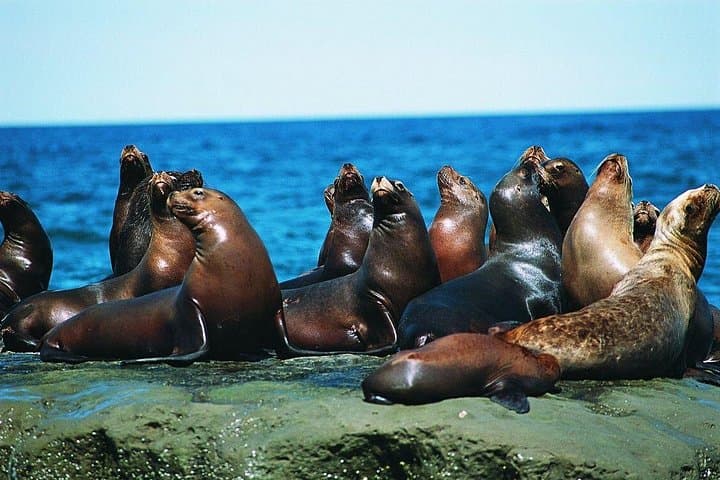Punta Loma Sea Lion Colony Excursion from Puerto Madryn — Half-Day Wildlife Viewing photo 1