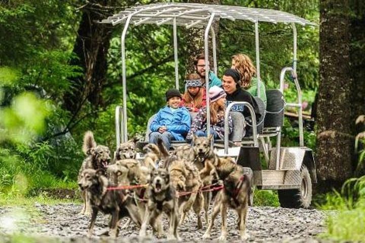 Behind the Gangline: Turning Heads Kennel Dogsledding Experience in Seward