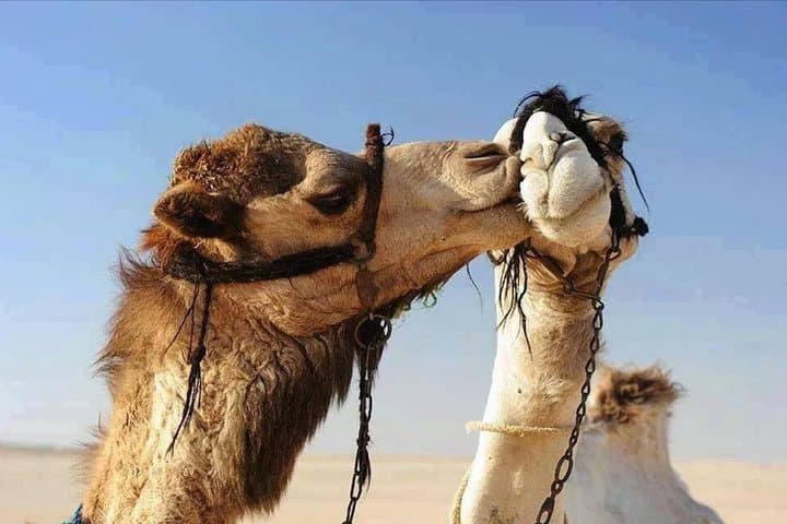 Cairo Layover: Giza Pyramids, Sphinx & Felucca Nile Half-Day photo 3