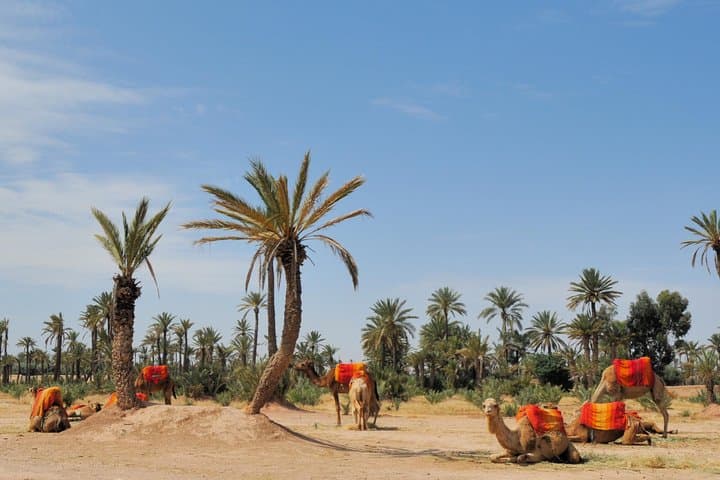 Camel Ride Through La Palmeraie: Marrakech Palm Grove Adventure photo 2