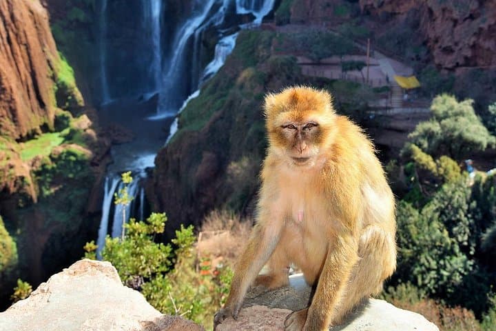 Ouzoud Waterfalls Day Trip from Marrakech — Hike, Boat & Berber Village Visit photo 4