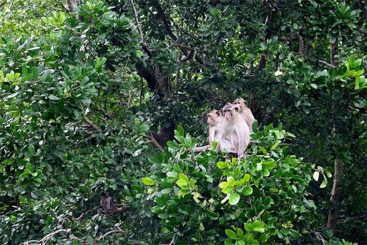 Speedboat to Can Gio Mangroves: Day Trip from Saigon photo 2