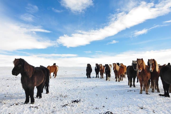Golden Circle & Viking Horse Experience: Þingvellir, Geysir & Gullfoss Day Tour from Reykjavík