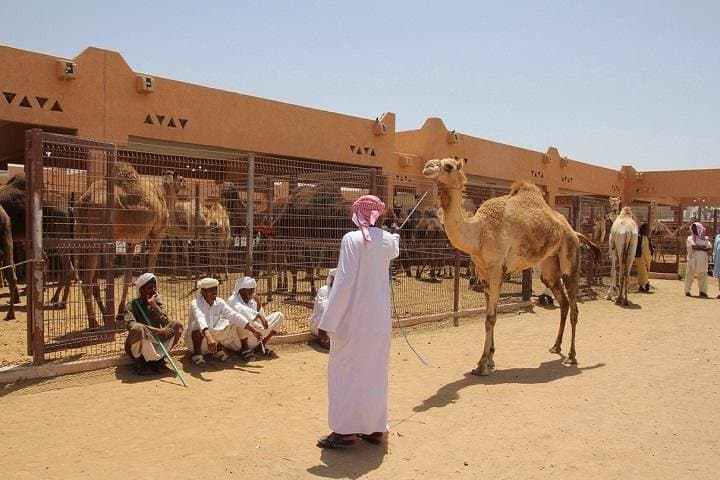 Al Ain Full-Day Private Tour from Dubai — Oasis, Fort & Jebel Hafeet photo 2