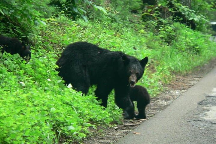 Cades Cove Sightseeing Bus Tour from Pigeon Forge – Historic Loop in the Great Smoky Mountains photo 3