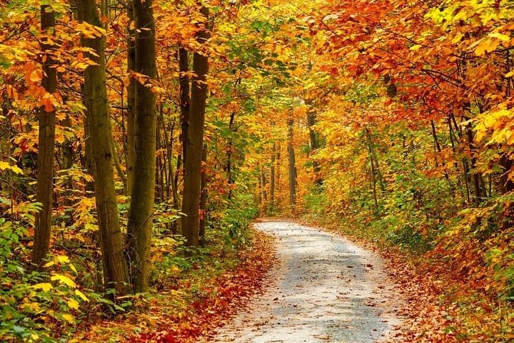 Smoky Mountains Fall Foliage Tour: Trees of Many Colors from Pigeon Forge photo 2