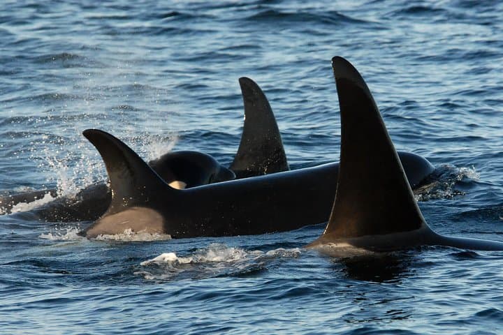 Victoria Zodiac Whale-Watching: High-Speed Salish Sea Wildlife Tour photo 2