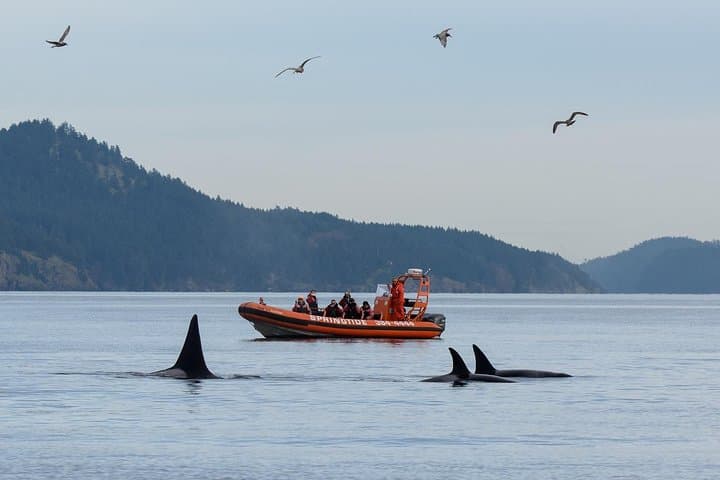 Victoria Zodiac Whale-Watching: High-Speed Salish Sea Wildlife Tour