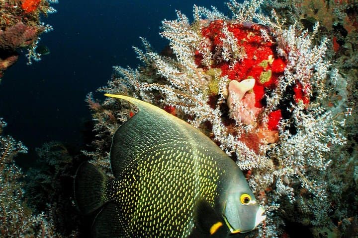 St Lucia Certified Scuba Diving: Marigot Bay Shipwrecks & West Coast Reefs