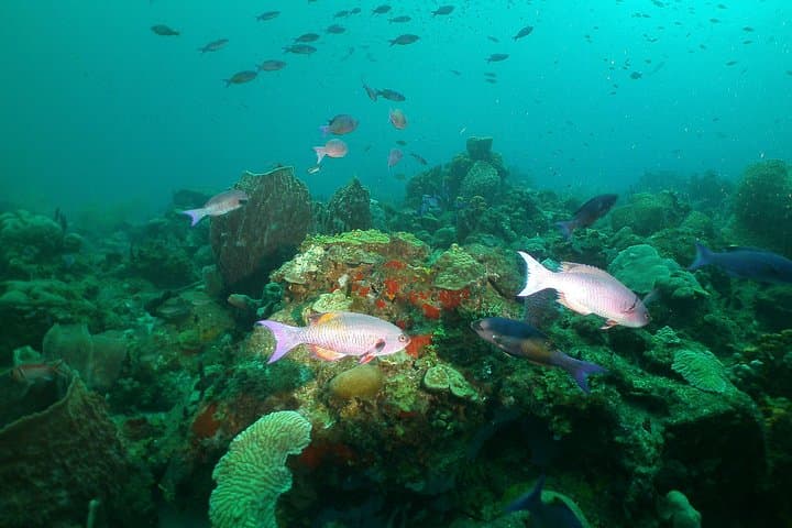 Beginner Scuba Diving in St Lucia: Marigot Bay Intro Dive