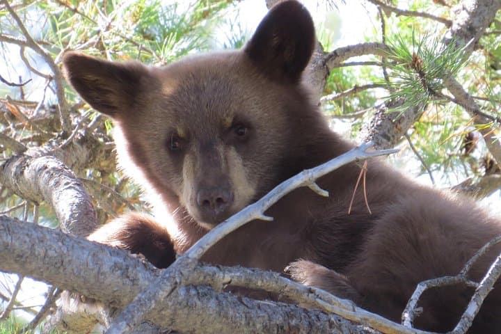 Grand Teton Sunset Wildlife Tour from Jackson Hole photo 5