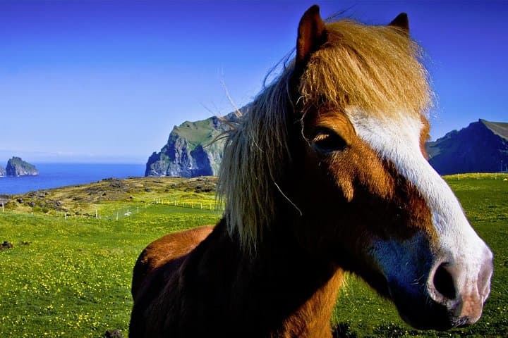 Golden Circle Private Tour with Icelandic Horseback Riding from Reykjavik photo 2