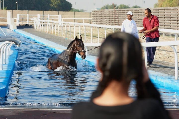 Meydan Racecourse Stable Tour & Breakfast — Racehorse Experience in Dubai