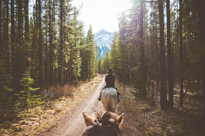 Buffalo Loop 1-Hour Horseback Ride in Kananaskis — Boundary Ranch Experience