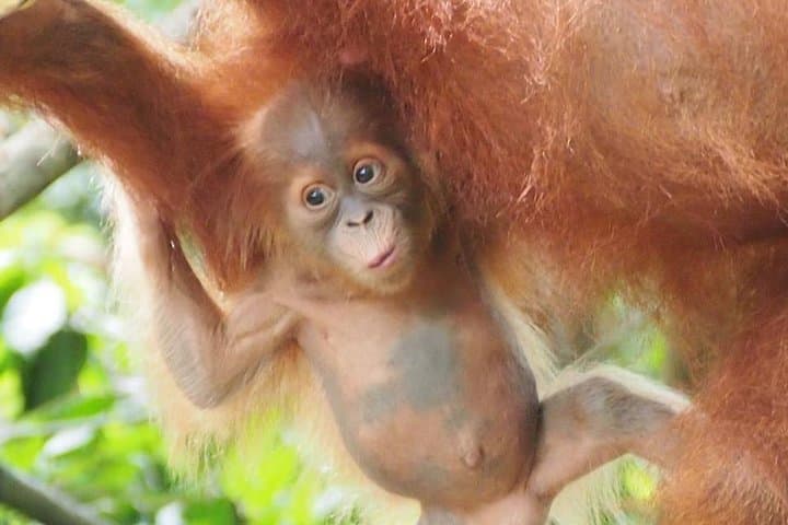 6-Day North Sumatra Jungle Trek — Orangutans, Hot Springs & Overnight Camp