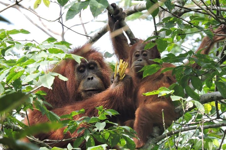 4-Day Jungle Adventure: 2-Day Orangutan Trek in Bukit Lawang