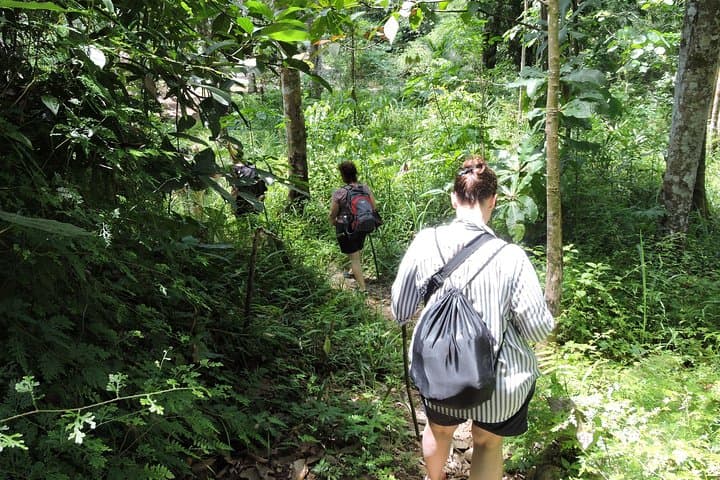 4-Day Jungle Adventure: 2-Day Orangutan Trek in Bukit Lawang photo 2