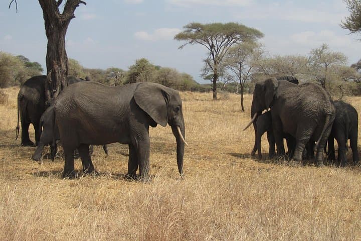 Tarangire National Park Safari Day Trip from Arusha: Baobabs, Elephants & Scenic Game Drives photo 1