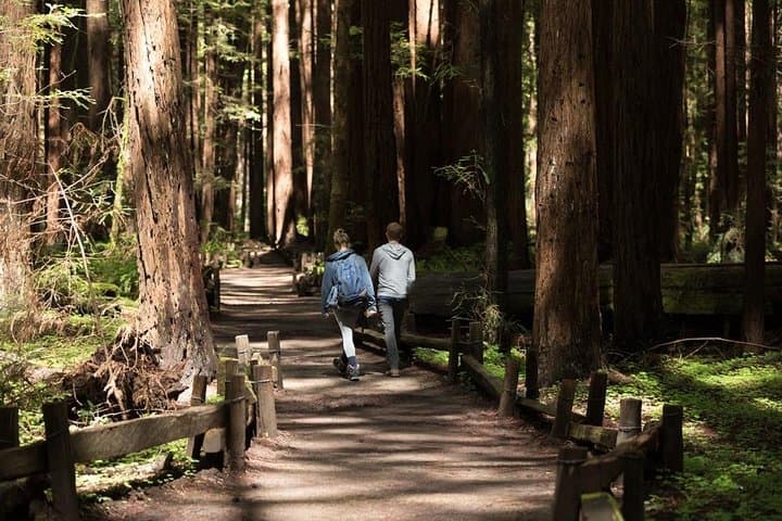 Redwoods, Coastal Views & Sausalito: Day Trip from San Francisco photo 2