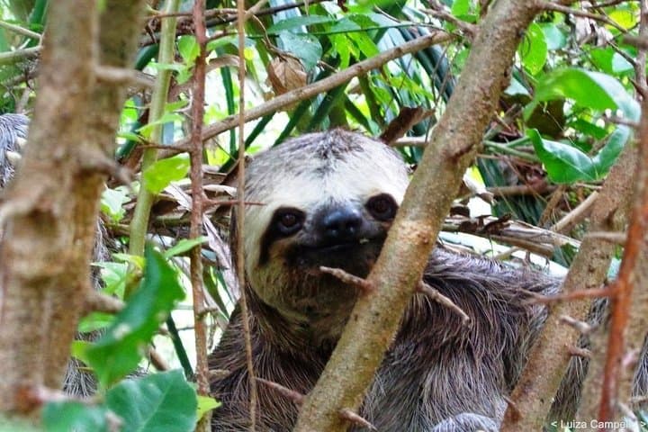Exploring the Jari Canal: Alter do Chão Boat Tour to Tapajós Beaches & Wildlife photo 2