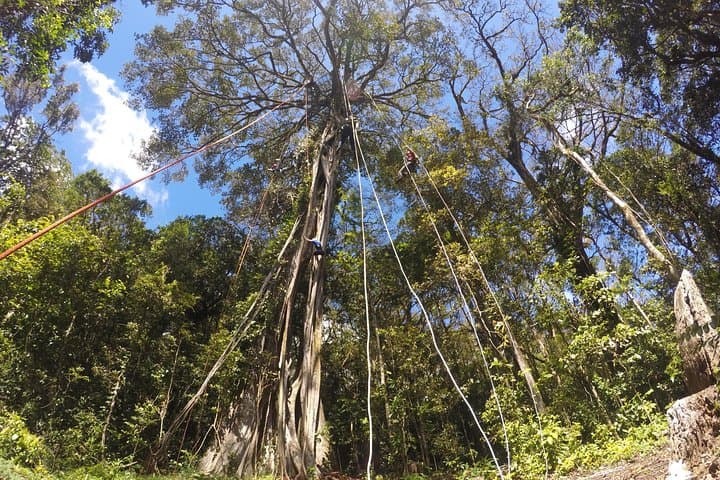 Tree Top Climbing Monteverde: Scale a 131-Foot Ficus in the Cloud Forest