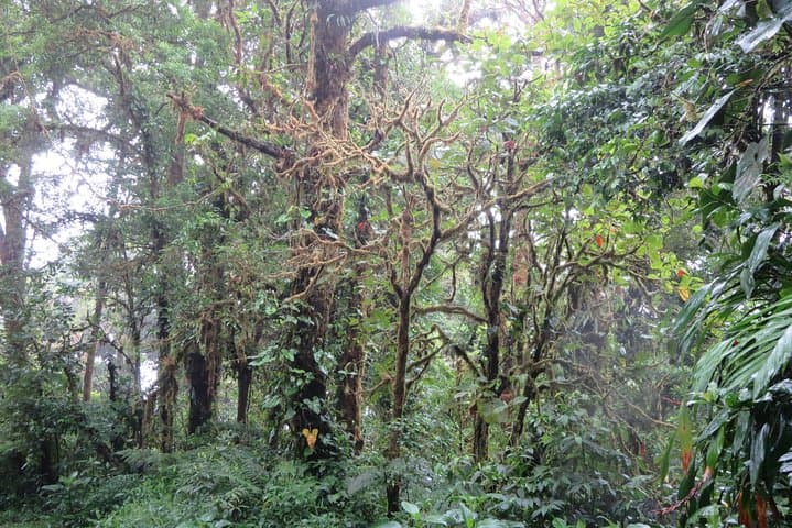 Monteverde Cloud Forest Hike with SinwaTours — Resplendent Quetzals & Rainforest Walk photo 3