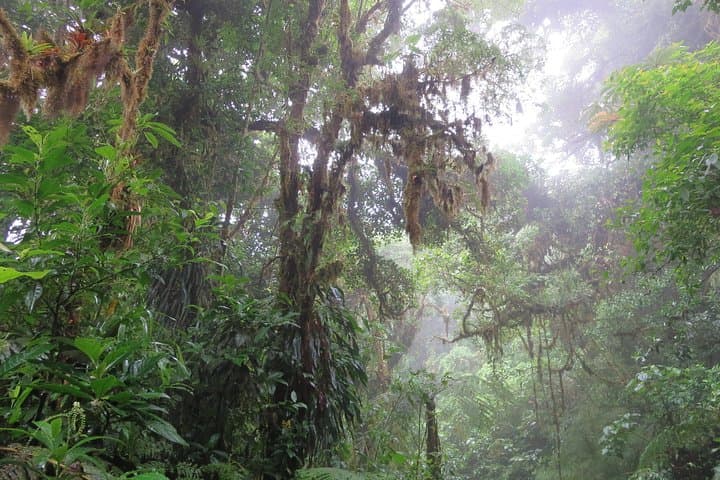Monteverde Cloud Forest Hike with SinwaTours — Resplendent Quetzals & Rainforest Walk photo 2