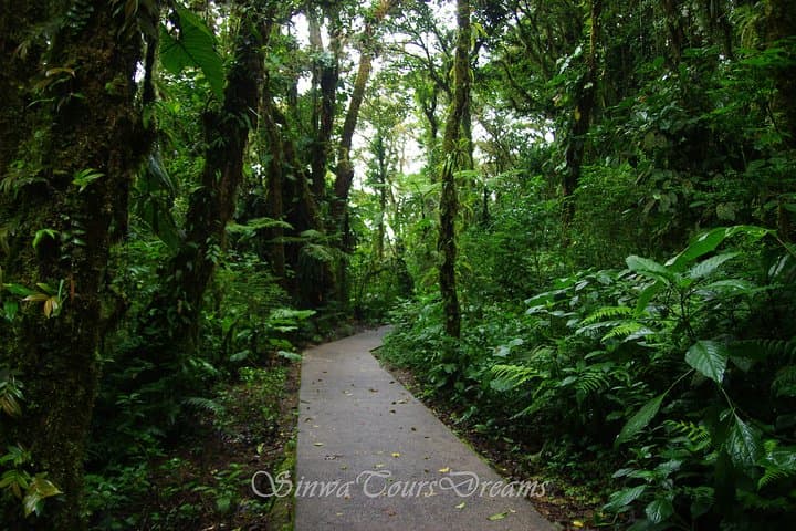 Santa Elena Cloud Forest Reserve Guided Walk — Flora, Fauna & Cloud-forest Trails photo 2