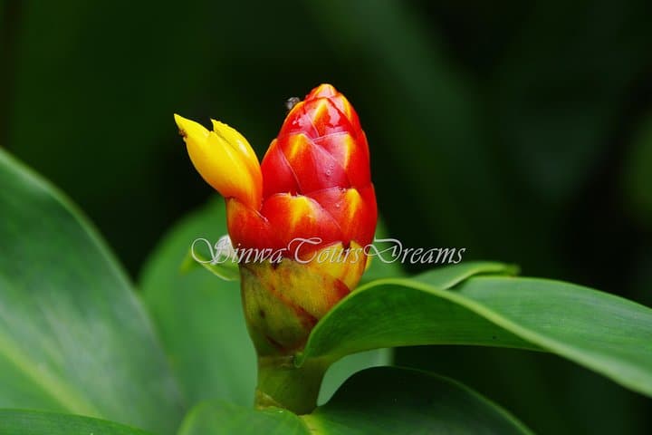 Santa Elena Cloud Forest Reserve Guided Walk — Flora, Fauna & Cloud-forest Trails photo 3