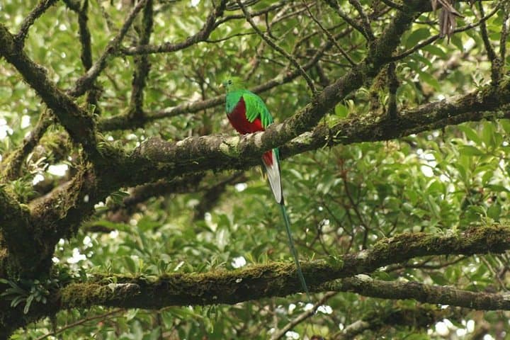 Curi-Cancha Cloud Forest Walk: Birdwatching Trails and Wildlife Near Monteverde photo 2
