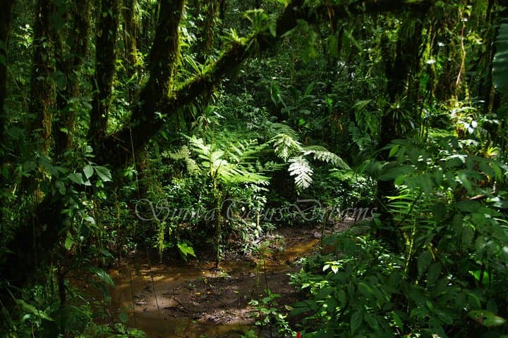 Curi-Cancha Cloud Forest Walk: Birdwatching Trails and Wildlife Near Monteverde photo 3
