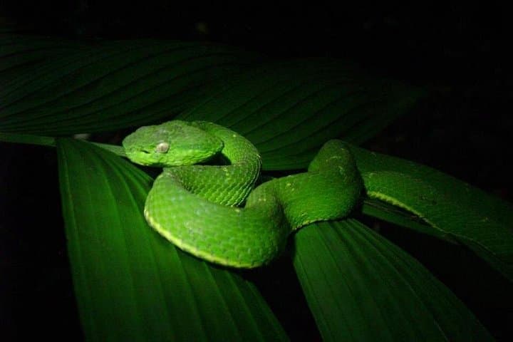 Sendero Tranquilo Night Walk: Nocturnal Wildlife Tour in Puntarenas