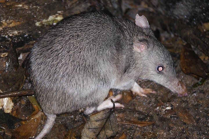 Sendero Tranquilo Night Walk: Nocturnal Wildlife Tour in Puntarenas photo 2