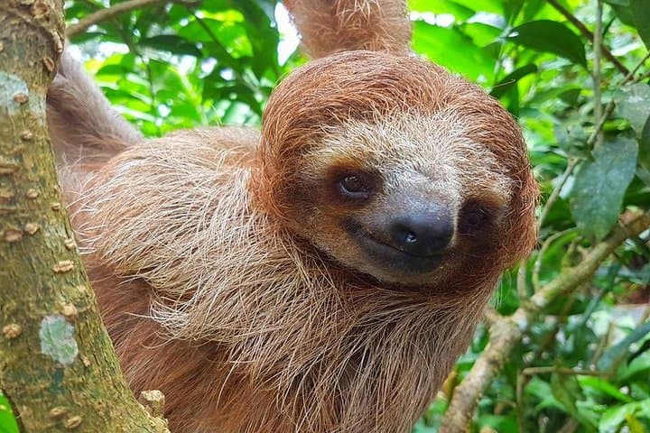 Sloth Discovery & Río Celeste: Coffee and Cacao Day Trip from Playa del Coco photo 2