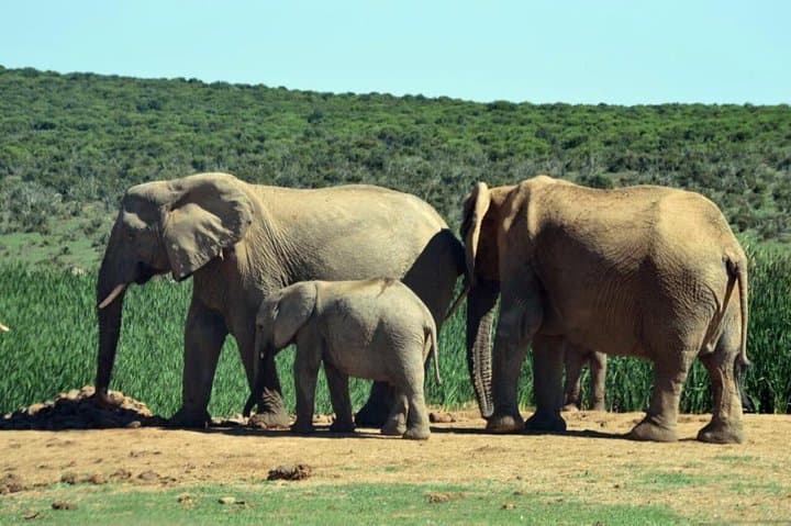 3-Day Garden Route Wildlife Safari from Cape Town — Big 5, Cheetah & Cango Caves