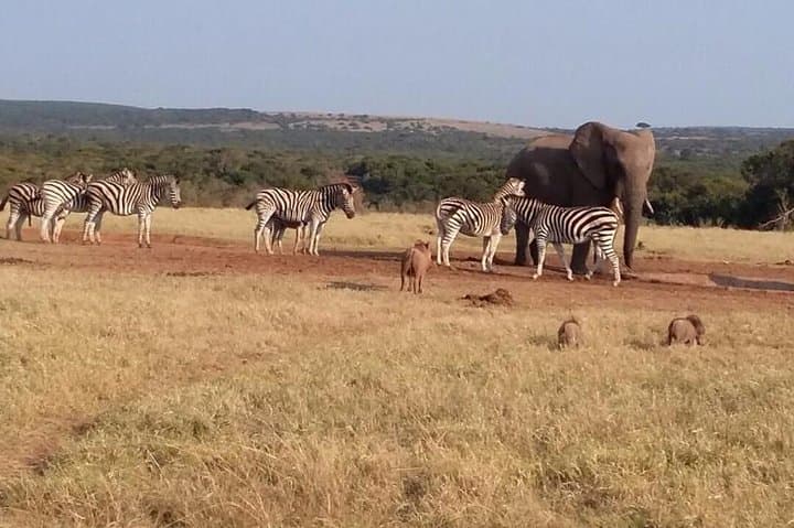 Cape to Addo Safari: 5-Day Garden Route Adventure from Cape Town to Addo Elephant National Park