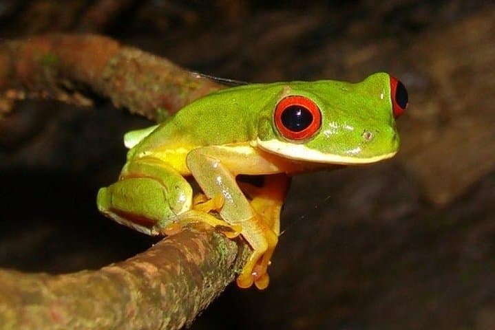 Arenal Oasis Night Walk: Frog Sanctuary Night Tour in La Fortuna