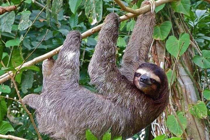 Arenal Sloth Observation Tour — Day and Night Wildlife Walk in La Fortuna photo 2