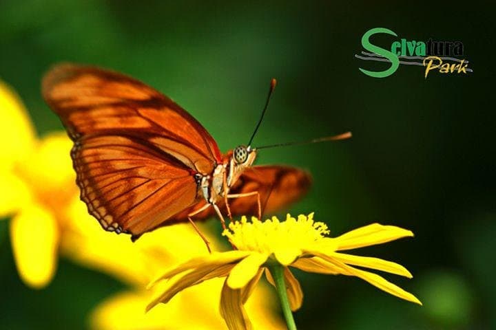 Monteverde Canopy Zipline & Butterfly Garden at Selvatura Park