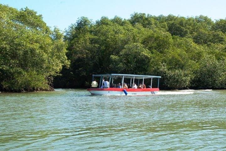 Damas Island Mangrove Boat Tour — Wildlife & Birding from Manuel Antonio photo 1