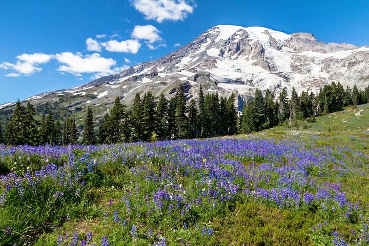 Private Mt Rainier Day Trip from Seattle — Narada Falls, Paradise & Reflection Lake
